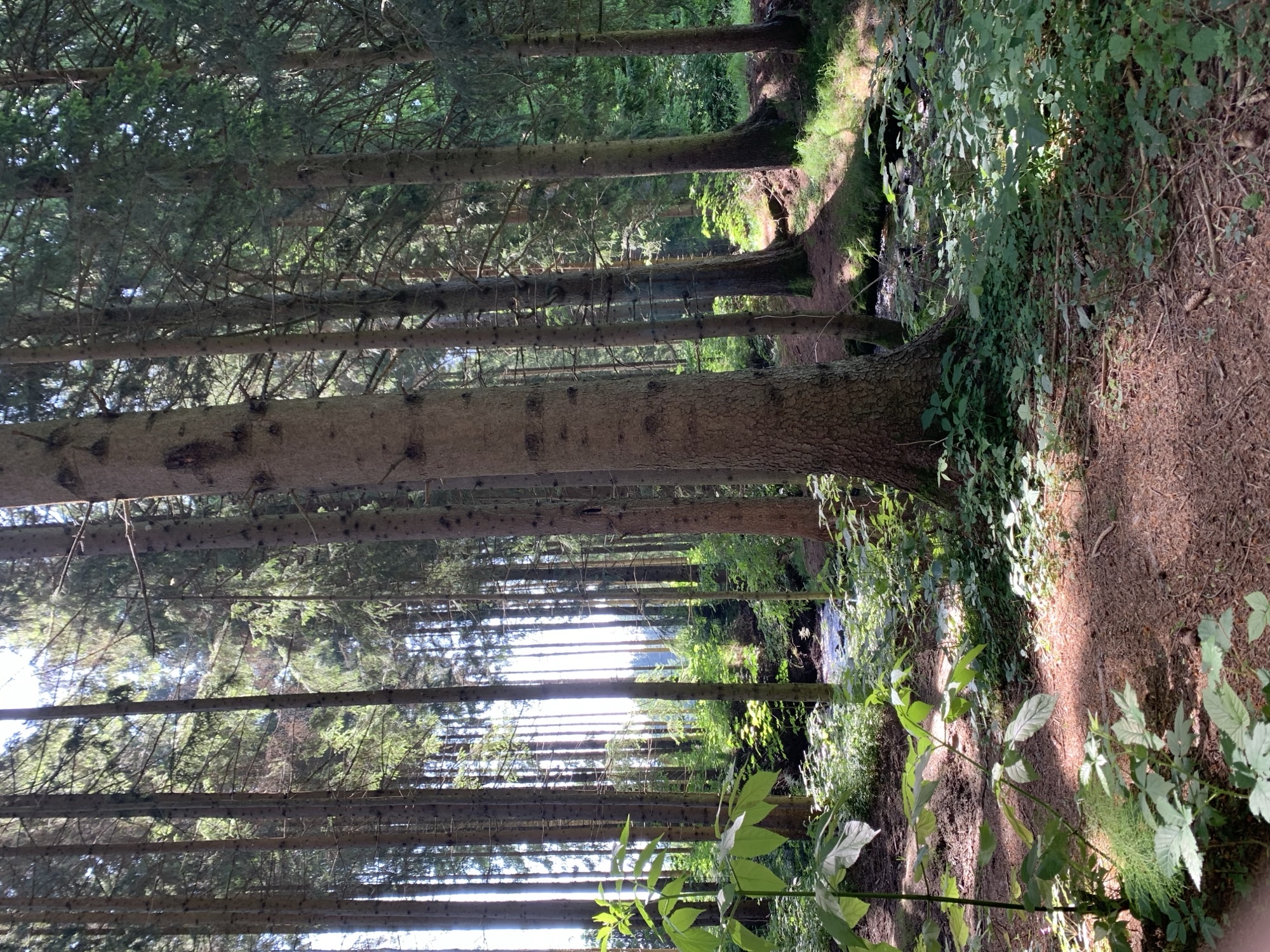 Waldbaden Wien Wald mit Bach