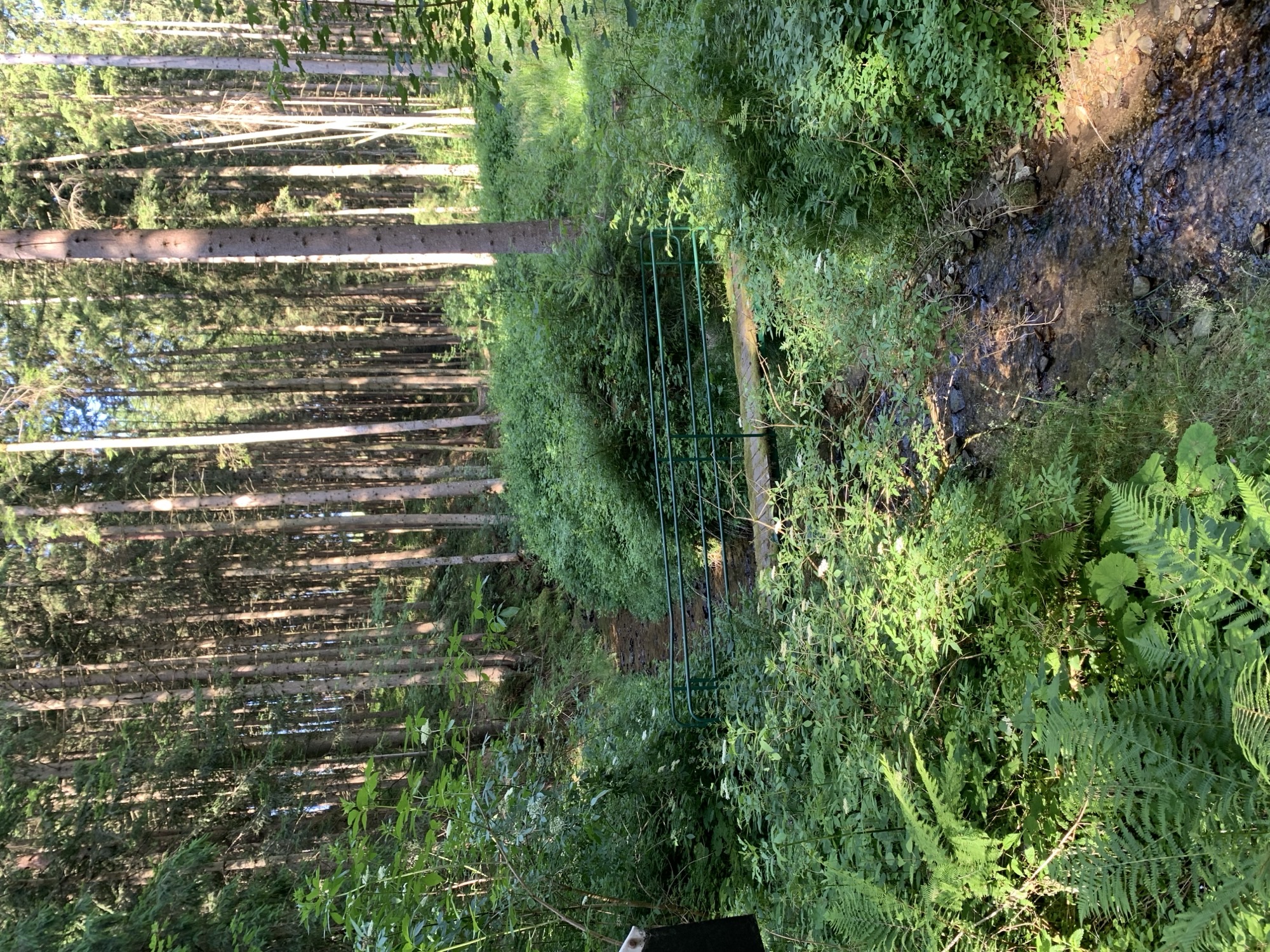 Waldbaden Wien Bach im Wald